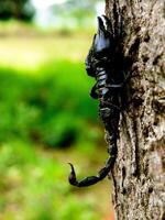 Large scorpions on the logs photo