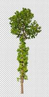 Tree on transparent picture background with clipping path, single tree with clipping path and alpha channel photo