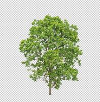 Tree on transparent picture background with clipping path, single tree with clipping path and alpha channel photo