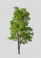 Tree on transparent picture background with clipping path, single tree with clipping path and alpha channel photo