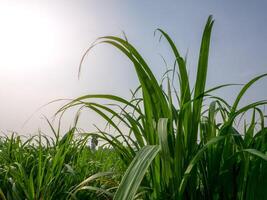 Beautiful cane and leaves in fields of Thailand photo