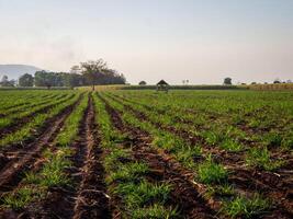 Caña de azúcar plantaciones, agrícola plantas crecer arriba foto