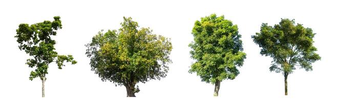 Set of Isolated trees on white background , The collection of trees photo