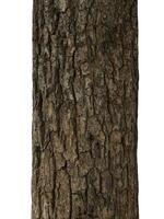Trunk of a tree Isolated On White Background photo