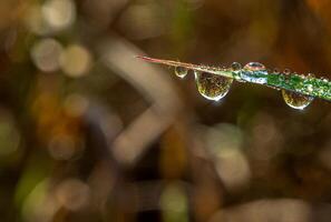 Dew drop on a blade of grass photo