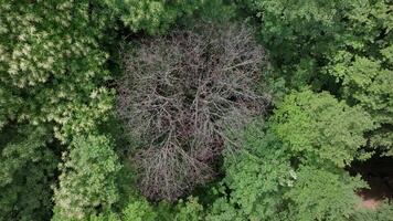 Drone ascent over bare tree in forest video