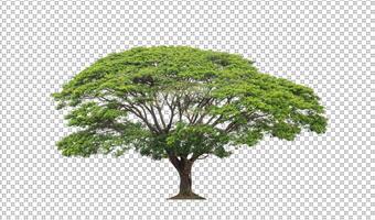 Tree on transparent picture background with clipping path, single tree with clipping path and alpha channel photo