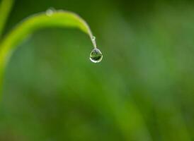 Drop of dew in morning on leaf photo