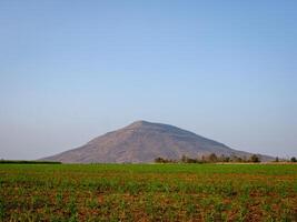 Sugarcane plantations,the agriculture tropical plant in Thailand photo