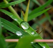 Drop of dew in morning on leaf photo