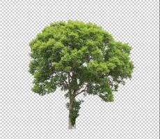 Tree on transparent picture background with clipping path, single tree with clipping path and alpha channel photo