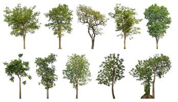 Collection tree cut out from original background and replace with white background for easy to selection. photo