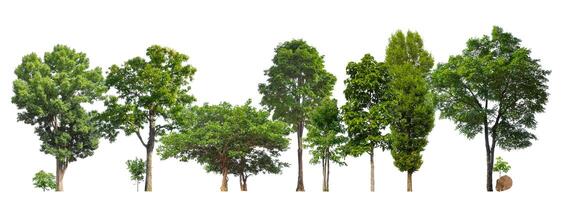 árboles verdes aislados sobre fondo blanco. bosque y hojas en hileras de árboles y arbustos de verano foto