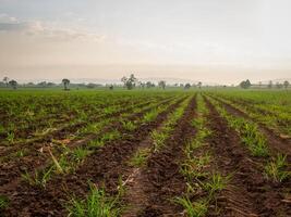 Sugarcane plantations, agricultural plants grow up photo