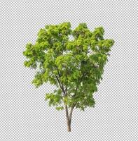 Tree on transparent picture background with clipping path, single tree with clipping path and alpha channel photo