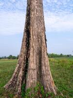 Large trees in the middle of the forest with beautiful stems photo