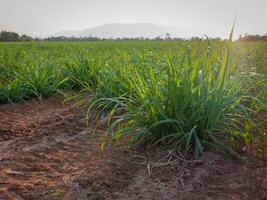 Sugarcane plantations,the agriculture tropical plant in Thailand photo