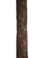 Tree trunk Isolated On White Background photo