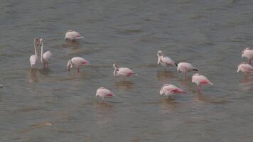 Flamingos in shallow waters video