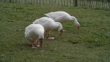 Grazing geese on green grass video