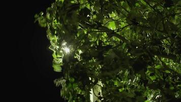 Backlit leaves in the night video