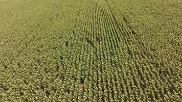 Drone approaches green field of sunflowers video