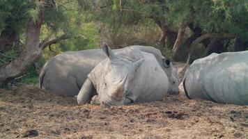 Resting rhinos in natural habitat video