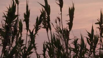 Sunset through grass blades video