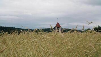 trigo campo con torre de vigilancia video