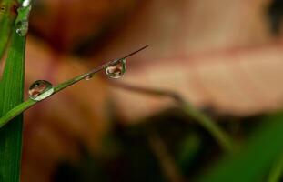 Dew drop on a blade of grass photo