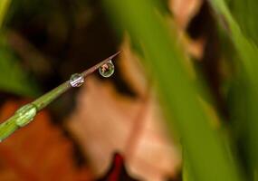 gota de rocío en una brizna de hierba foto