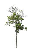 Trees that are isolated on a white background are suitable for both printing and web pages photo