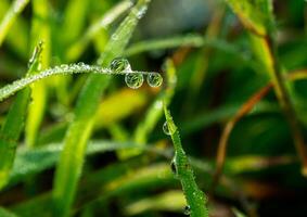 gota de rocío en la mañana en la hoja foto