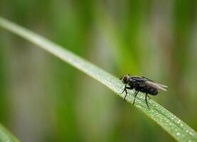 insectos volar, ligero verde césped con luz de sol foto