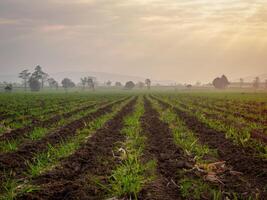 Sugarcane plantations, agricultural plants grow up photo