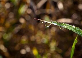 Dew drop on a blade of grass photo