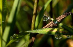 Dew drop on a blade of grass photo