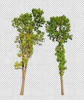 Tree on transparent picture background with clipping path, single tree with clipping path and alpha channel photo