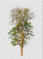 Tree on transparent picture background with clipping path, single tree with clipping path and alpha channel photo