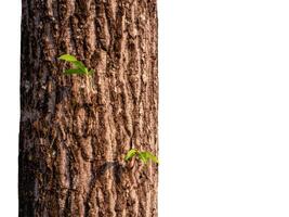 Summer tree trunk on a white background photo