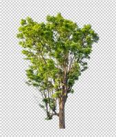 Tree on transparent picture background with clipping path, single tree with clipping path and alpha channel photo