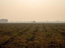 Sugarcane plantations, agricultural plants grow up photo