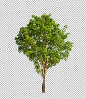 Tree on transparent picture background with clipping path, single tree with clipping path and alpha channel photo