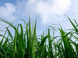 Beautiful cane and leaves in fields of Thailand photo