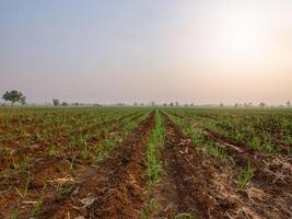 Sugarcane plantations, tropical plants, agriculture and sunsets in Thailand photo