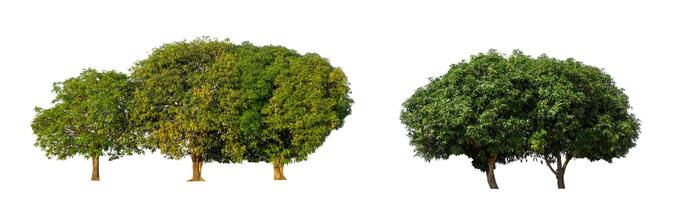 The collection of trees, Set of Isolated trees on white background photo