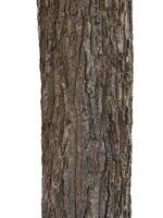 Summer tree trunk on a white background photo