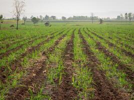 Sugarcane plantations, agricultural plants grow up photo