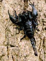 The black scorpions. photo