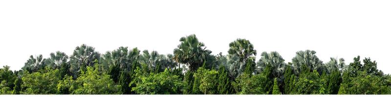 árboles verdes aislados en fondo blanco.son bosques y follaje en verano tanto para impresión como para páginas web con ruta cortada y canal alfa foto